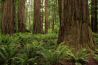 Redwood Grove.jpg